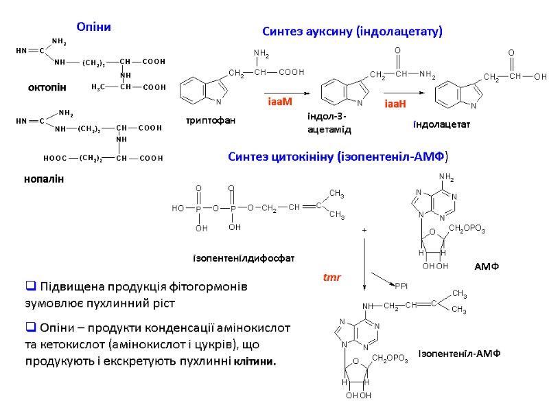 октопін нопалін Синтез ауксину (індолацетату) Опіни Синтез цитокініну (ізопентеніл-АМФ) ізопентенілдифосфат АМФ Ізопентеніл-АМФ tmr 